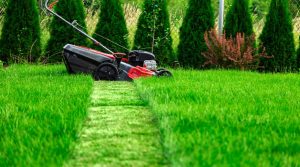 Alternatives to Mowing Wet Grass