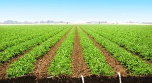 How Much is an Acre Worth