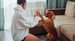 Pet-Friendly Rental Policies